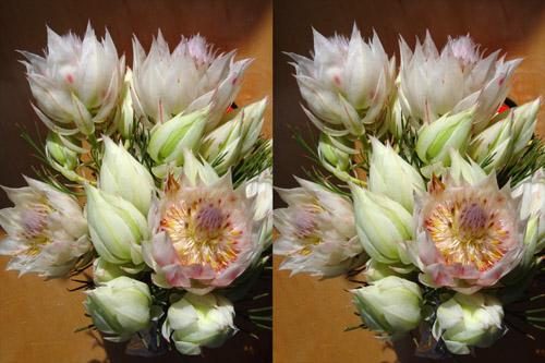 ３ｄ植物園 セルリアは清楚でやわらかい印象を与える 花嫁の花 速読法 速読