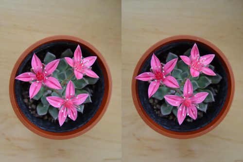 ３ｄ植物園 タキタス タキタス ベルス は星形でピンクの可愛い花を咲かせる 速読法 速読