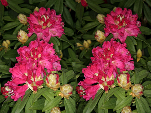 ３ｄ植物園 セイヨウシャクナゲ バルカン は見事な春に赤花が咲く品種 速読法 速読